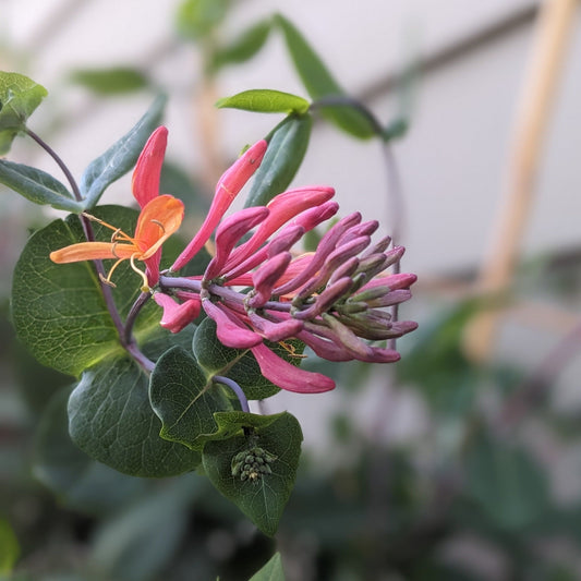 Goldflame Honeysuckle