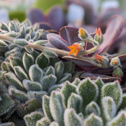 Assorted Succulents