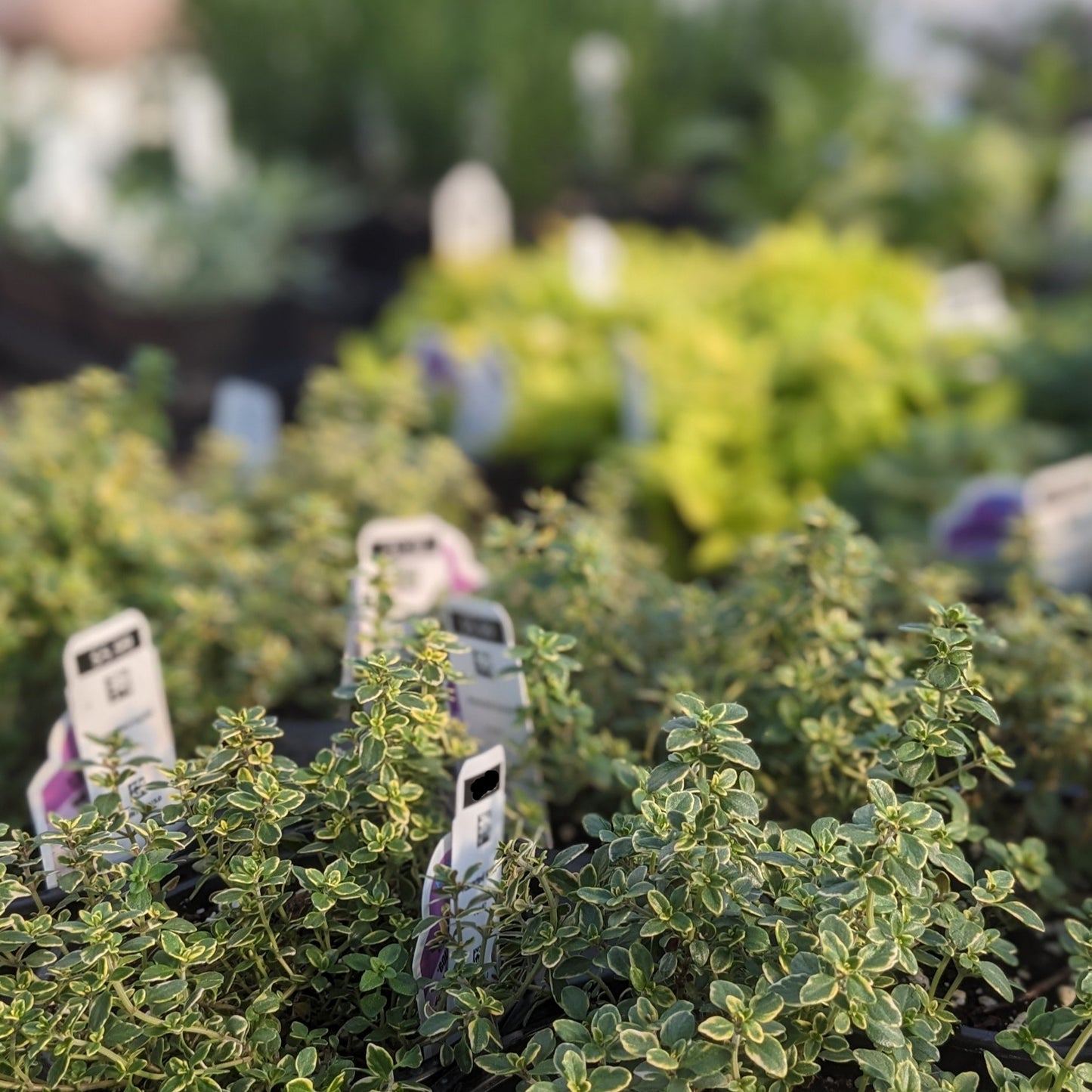 Assorted Herbs