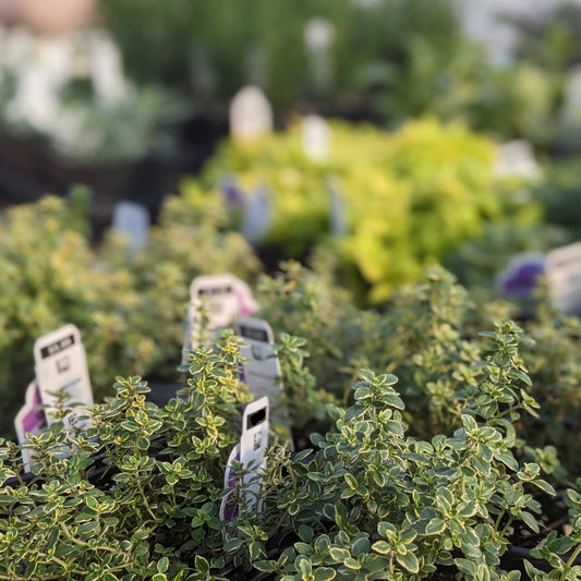 Assorted Herbs