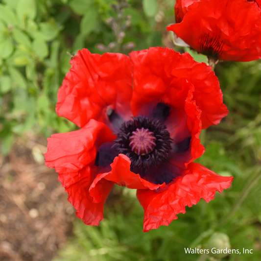 Beauty of Livermere Poppy