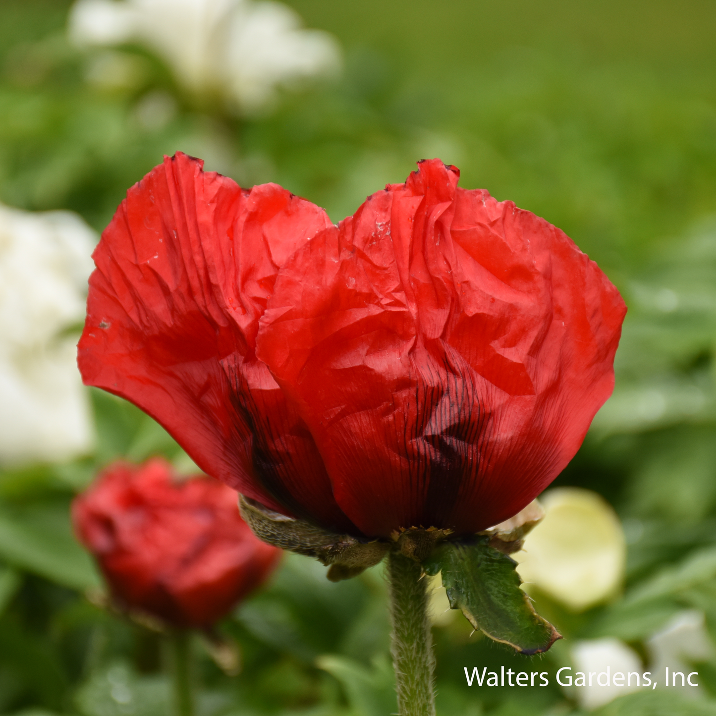 Beauty of Livermere Poppy