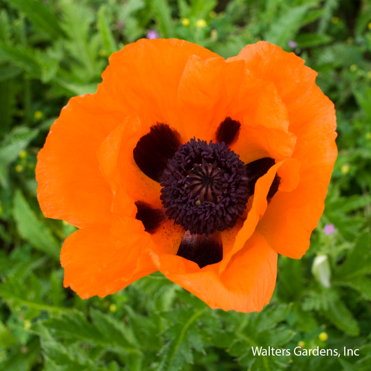 Prince of Orange Poppy