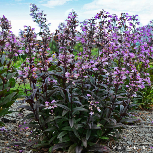 Blackbeard Beardtongue