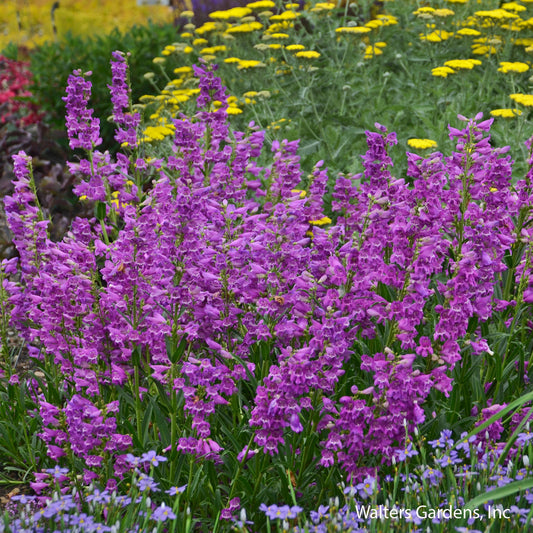 Prairie Dusk Beardtongue