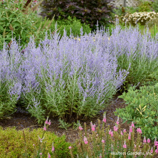 Blue Jean Baby Russian Sage