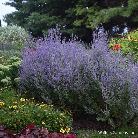 Rocket Man Russian Sage