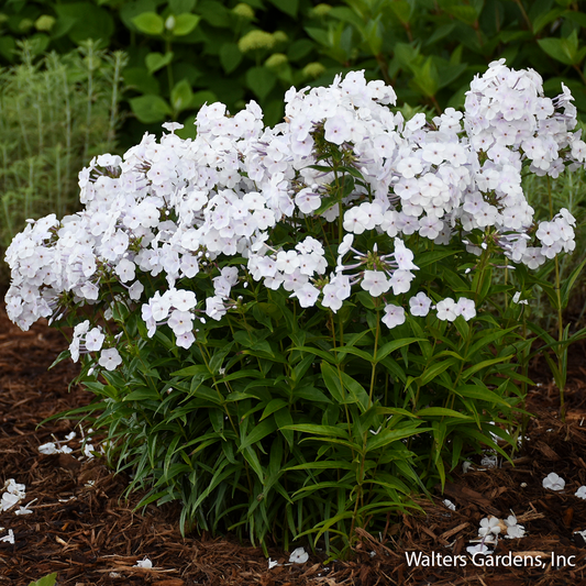 Fashionably Early Crystal Garden Phlox