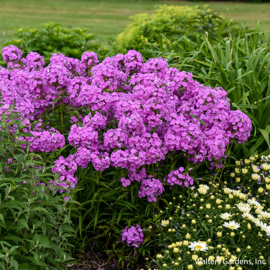 Fashionably Early Flamingo Garden Phlox