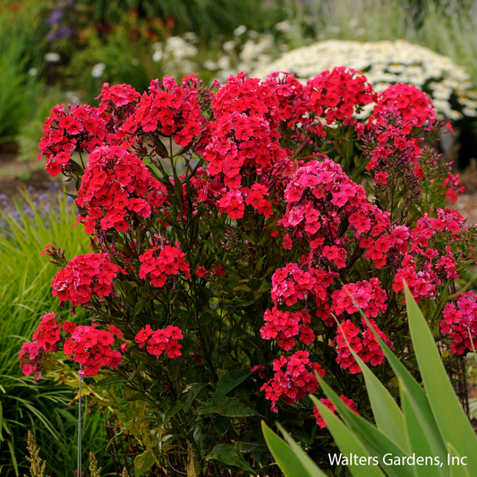 Red Riding Hood Phlox