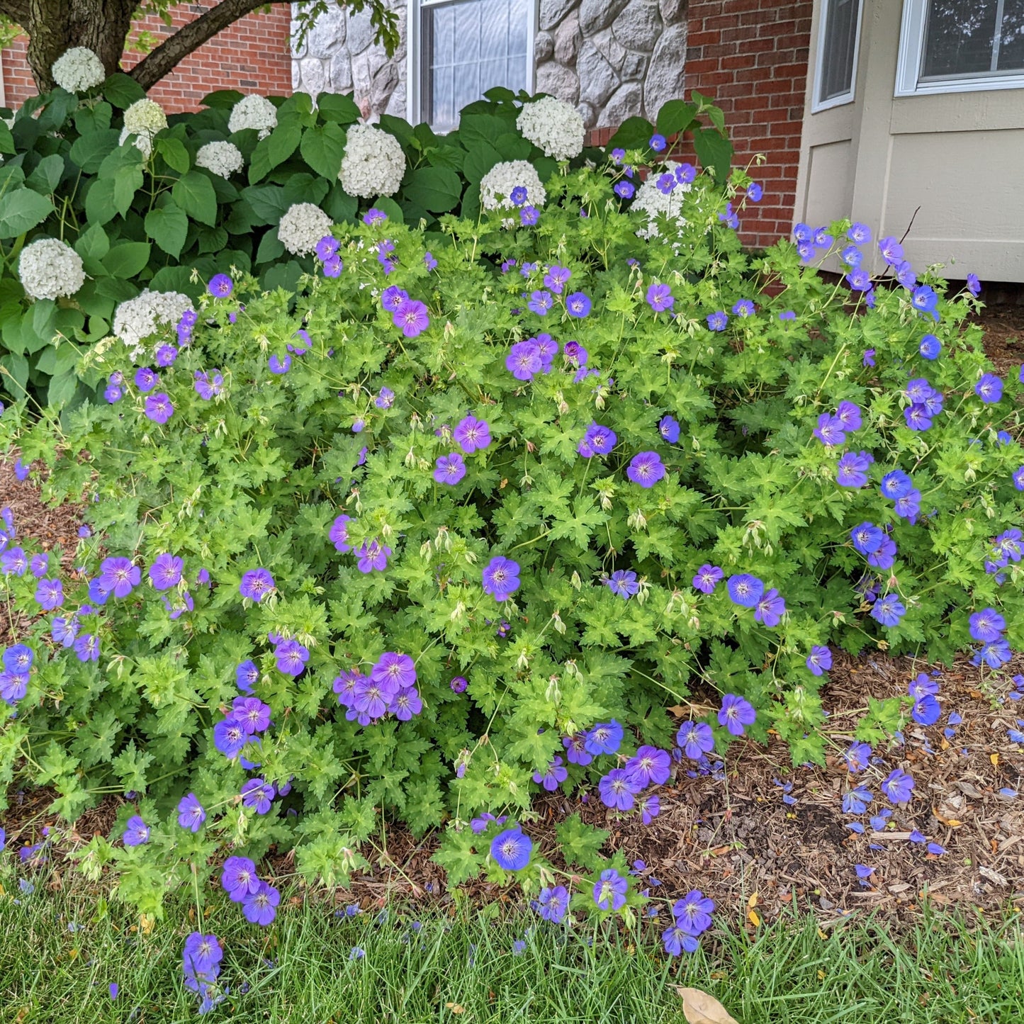 Rozanne Geranium