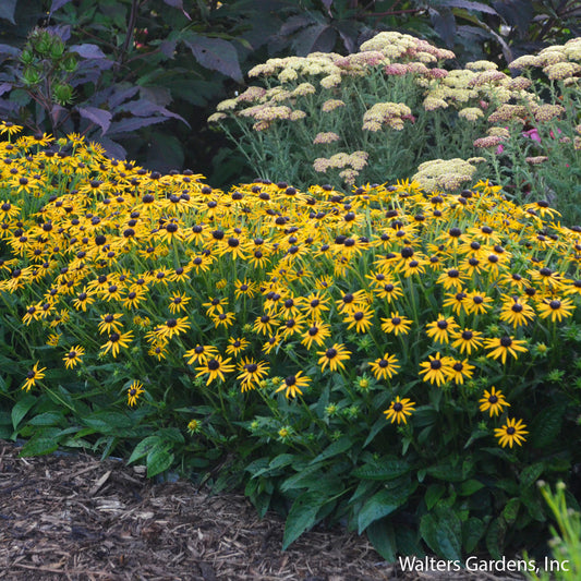 Little Goldstar Black-Eyed Susan