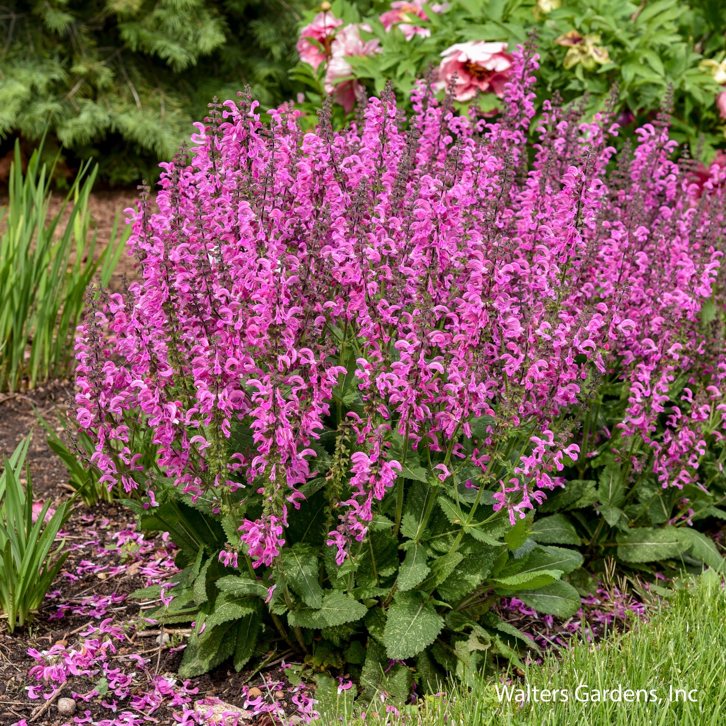 Moulin Rouge Salvia