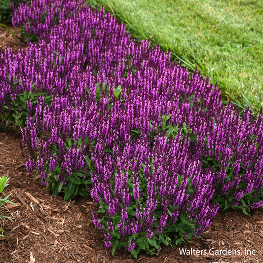 Bumbleberry Salvia