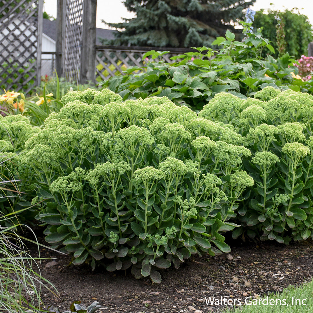 Autumn Joy Sedum