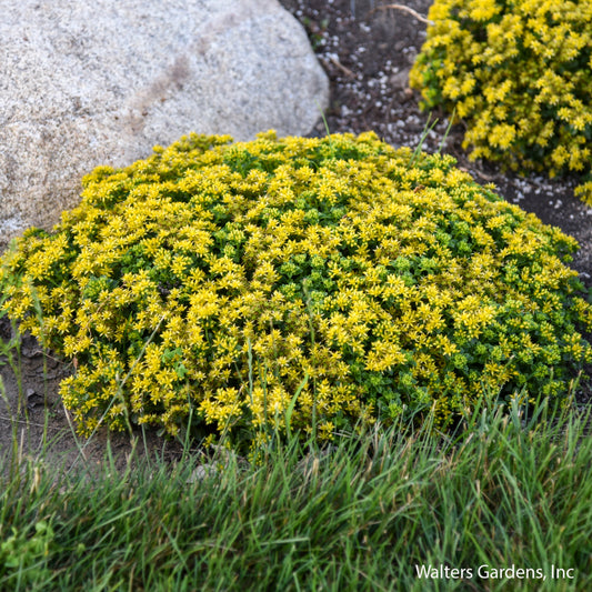 Little Miss Sunshine Sedum