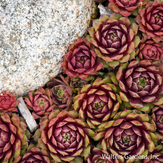 Hens & Chicks