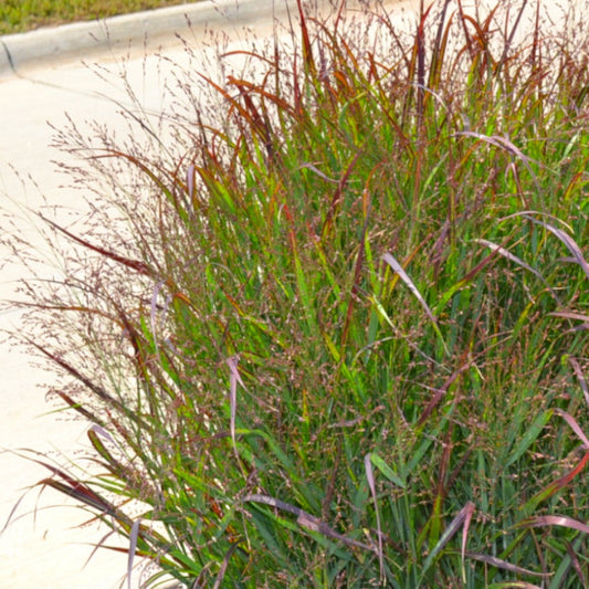 Shenandoah Switch Grass