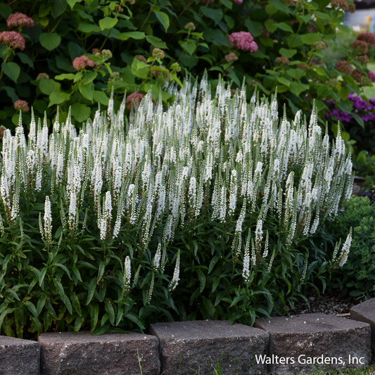 White Wands Veronica