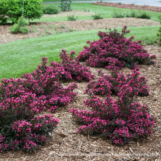 Spilled Wine Weigela