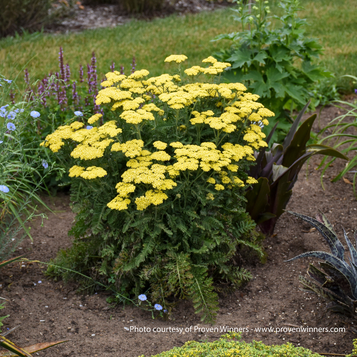 Firefly Sunshine Yarrow