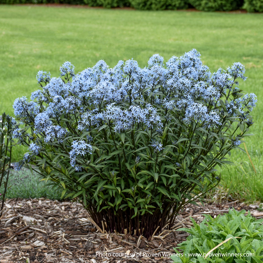 Storm Cloud Amsonia
