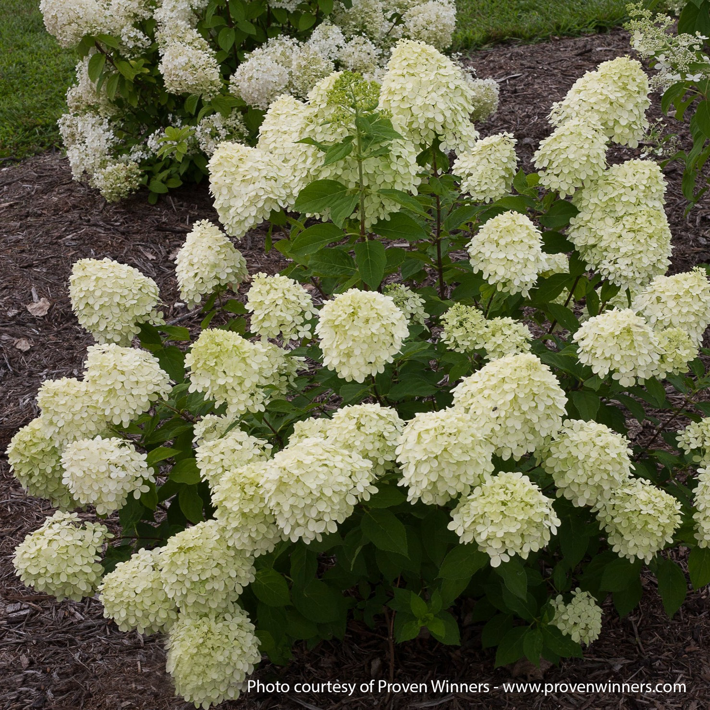 Little Lime PW Hydrangea