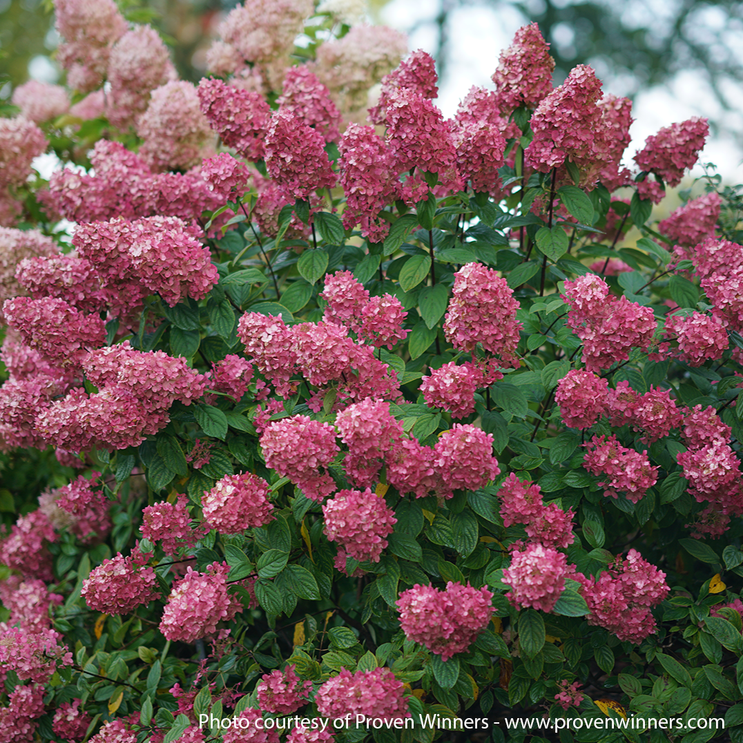 Fire Light Hydrangea