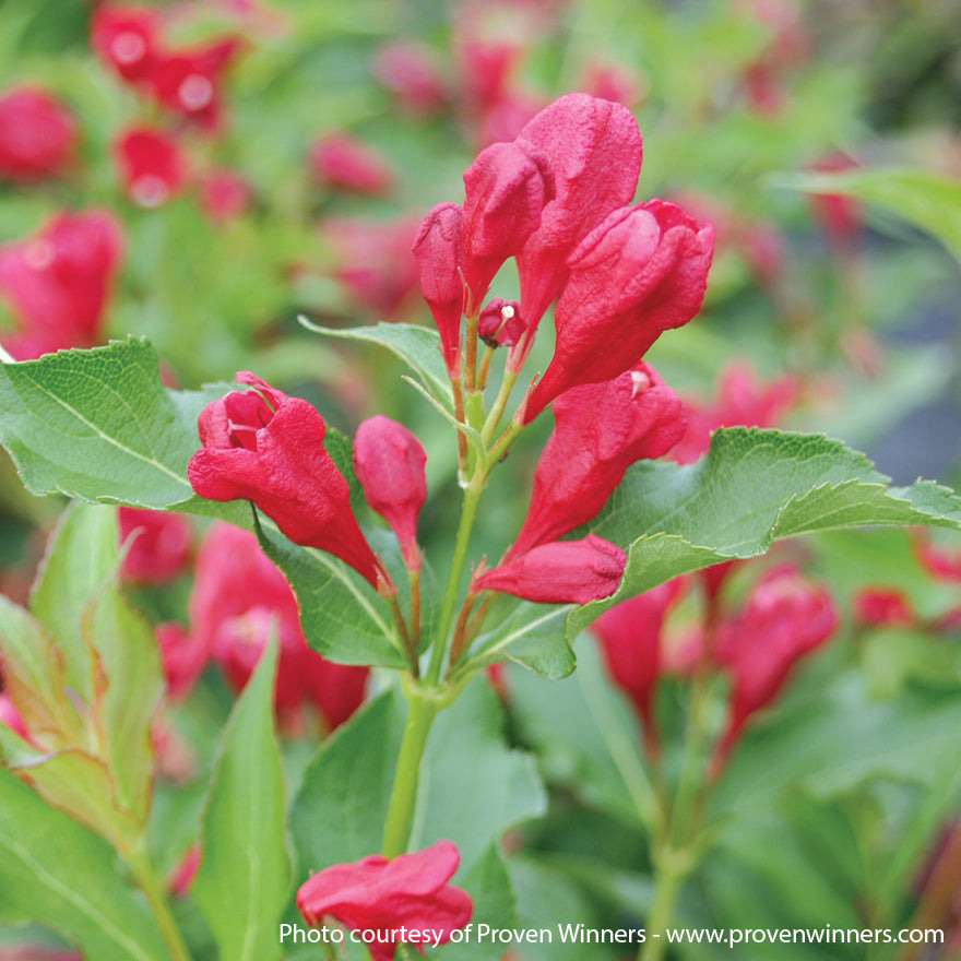 Sonic Bloom PW Red Weigela