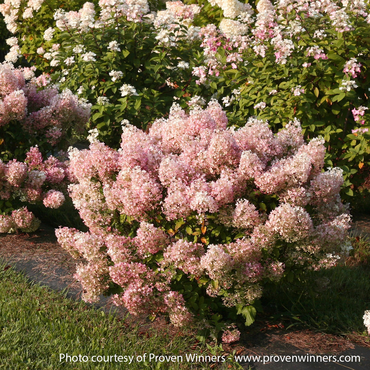 Bobo PW Hydrangea