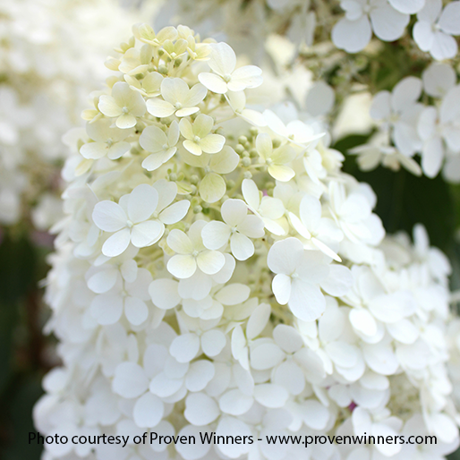 Bobo PW Hydrangea