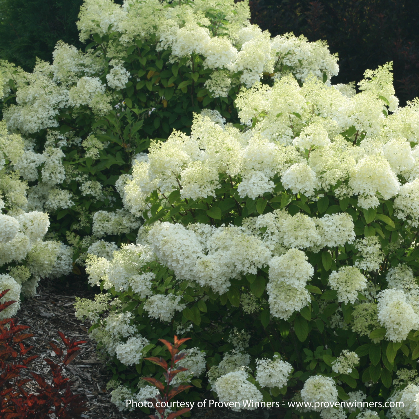 Bobo PW Hydrangea