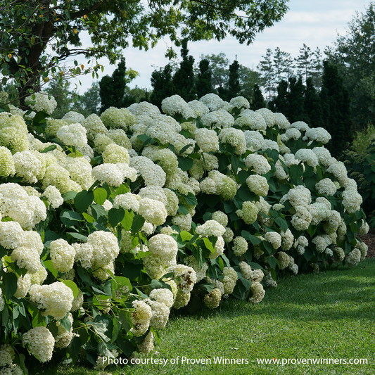 Incrediball Hydrangea