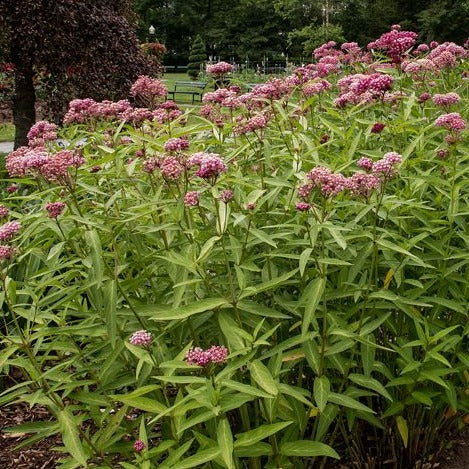Cinderella Swamp Milkweed