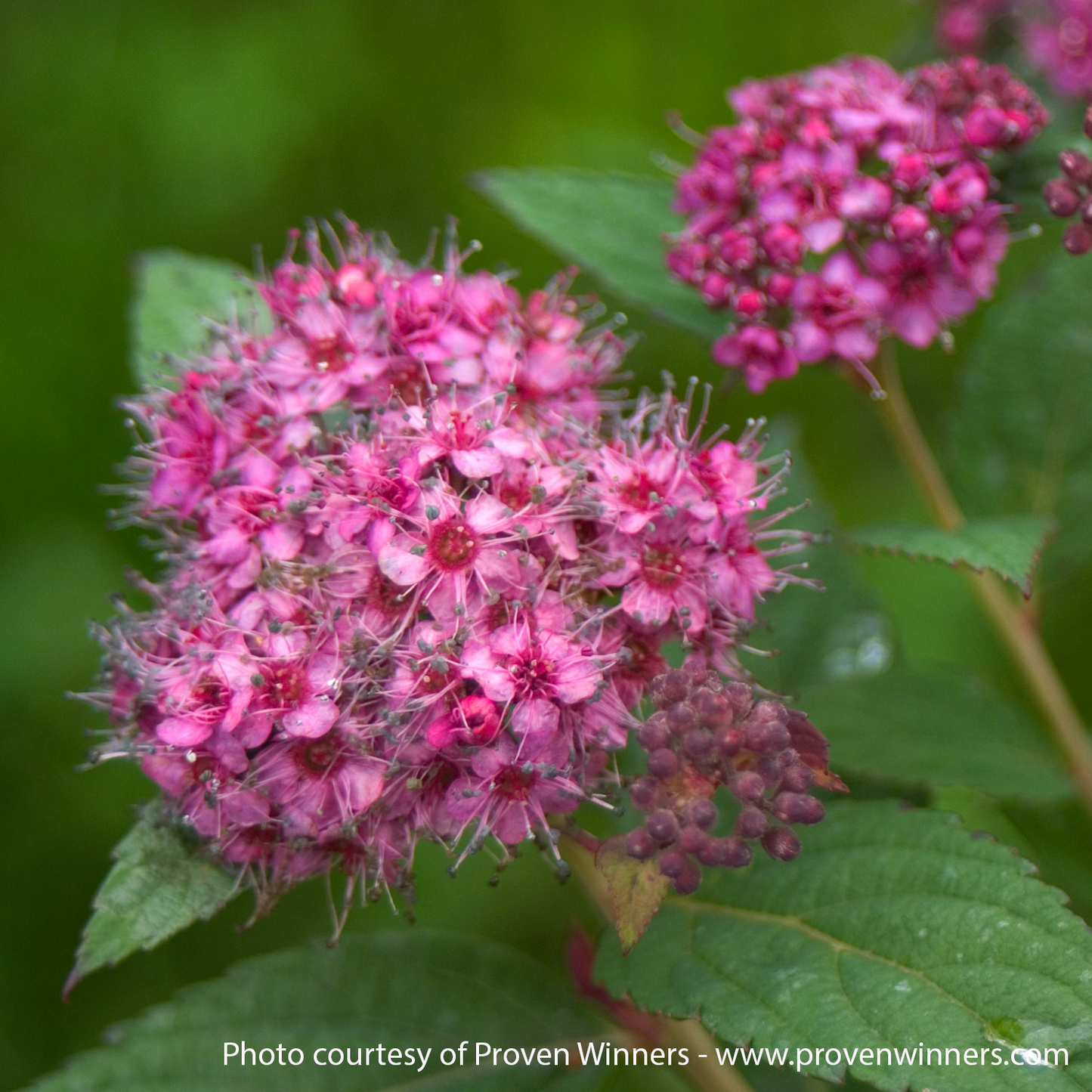 Double Play Artisan Spirea