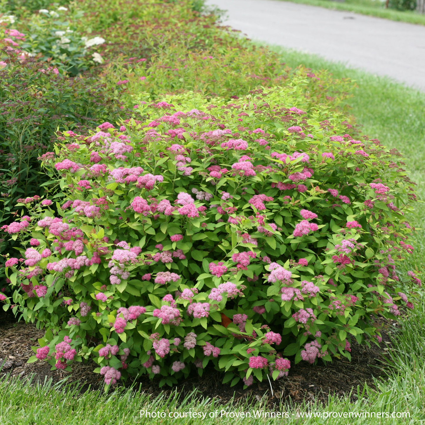 Double Play Big Bang Spirea