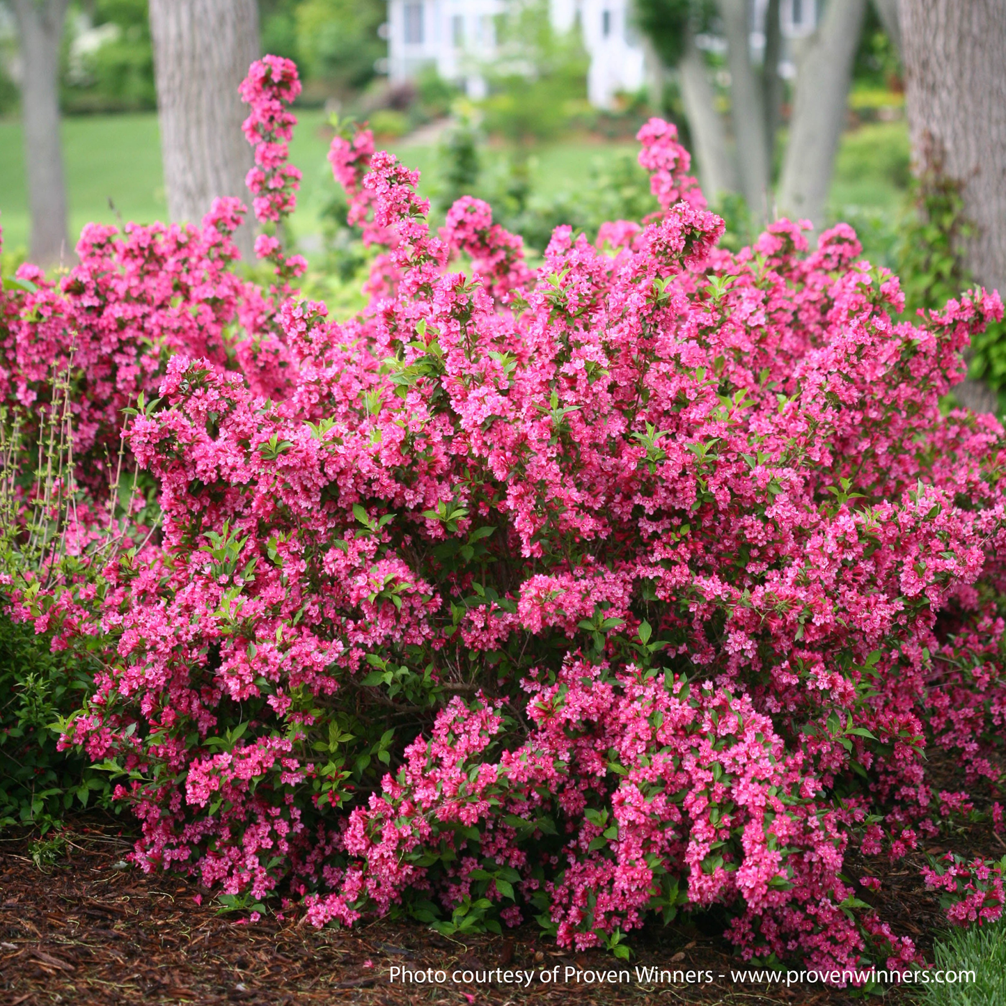 Sonic Bloom PW Pink Weigela